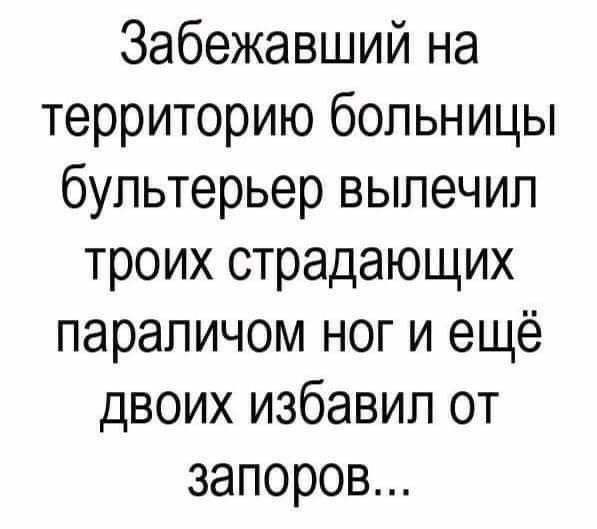 Забежавший на территорию больницы бультерьер вылечил троих страдающих параличом ноги ещё двоих избавил от запоров