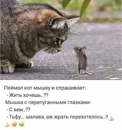 Поймал кот мышку и спрашивает Жить хочешь Мышка перепуганными глазками С кем Тьфу шалава аж жрать перехотепось
