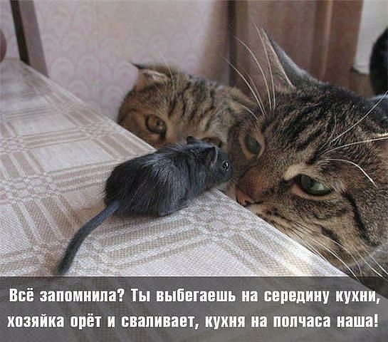 запомнила Ты вымшвшь кампании и изя плат и свинины Шип на наши и
