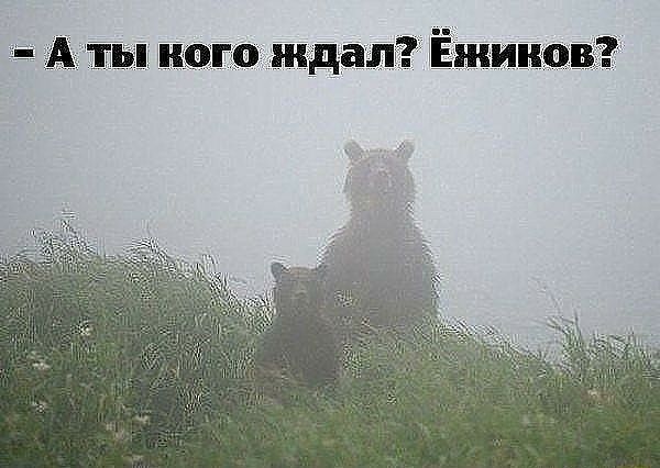 аты кого ждал? Ёжиков?