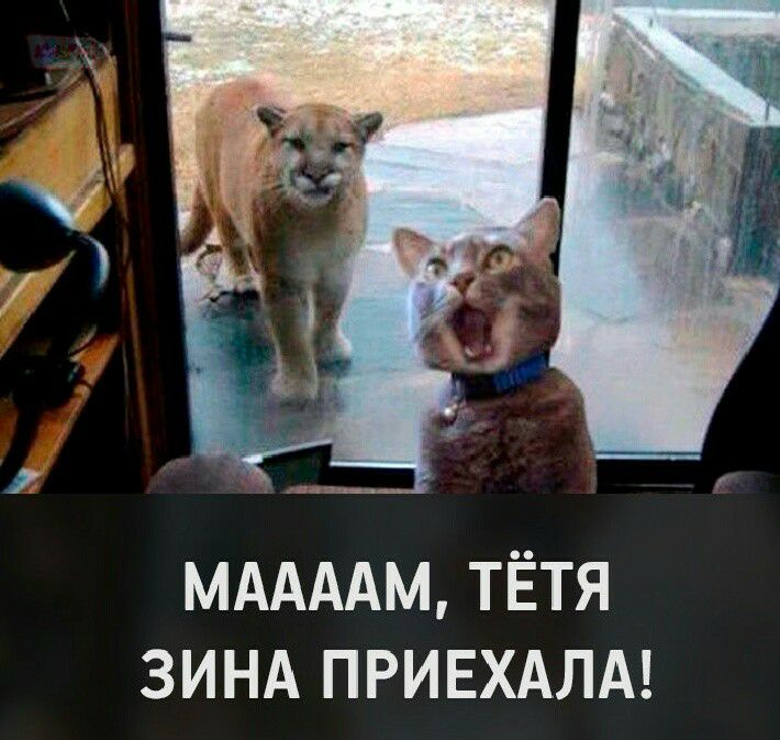 МААААМ ТЁТЯ ЗИНА ПРИЕХАЛА