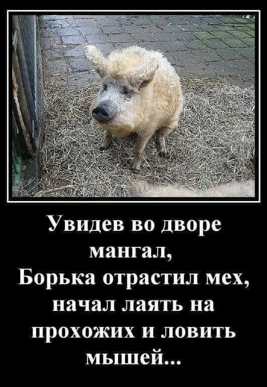 Увидев во дворе мангал Борька отрастил мех начал лаять на прохожих и ловить мышей