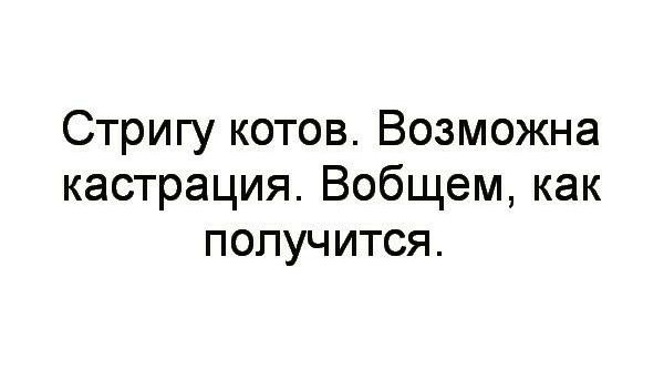 Стригу котов Возможна кастрация Вобщем как получится