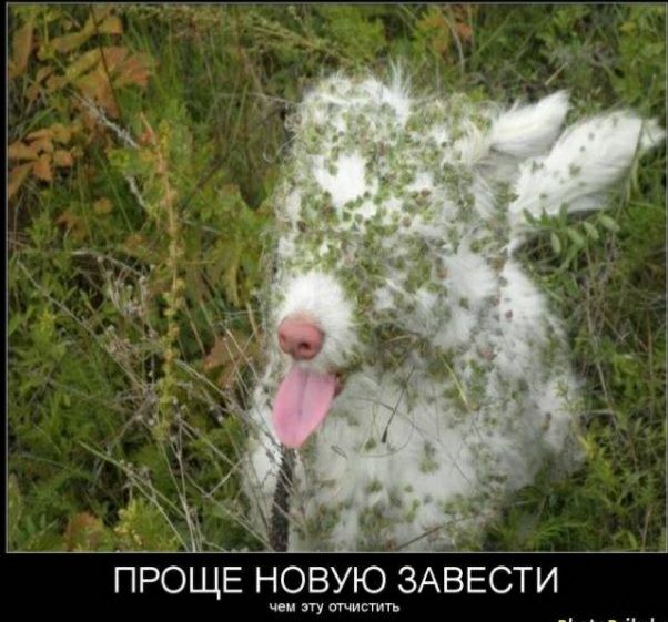 ОЩЕ НОВУЮ ЗАВЕСТИ чем эту отчистить