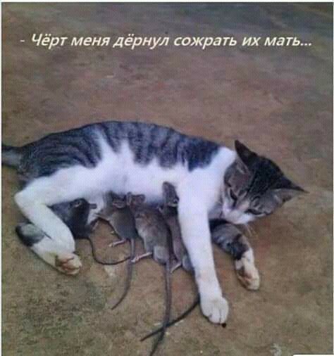 Чёрг меня дёрнул сожрать их мать