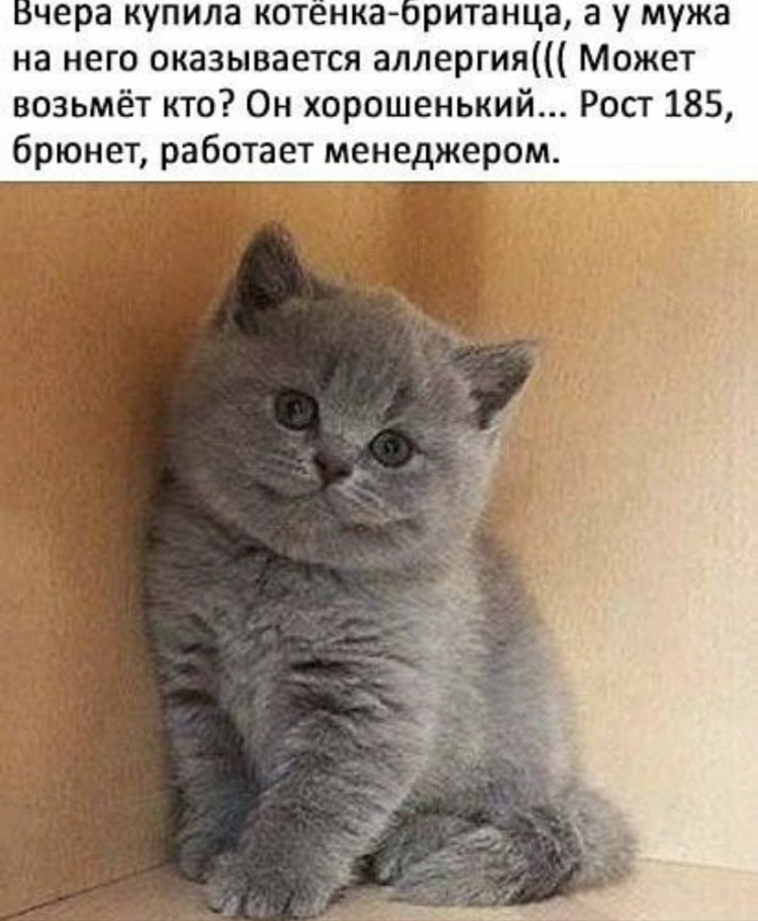 чера купила котенкао ританца а у мужа на него оказывается аллергия Может возьмёт кто Он хорошенький Рост 185 брюнет работает менеджером