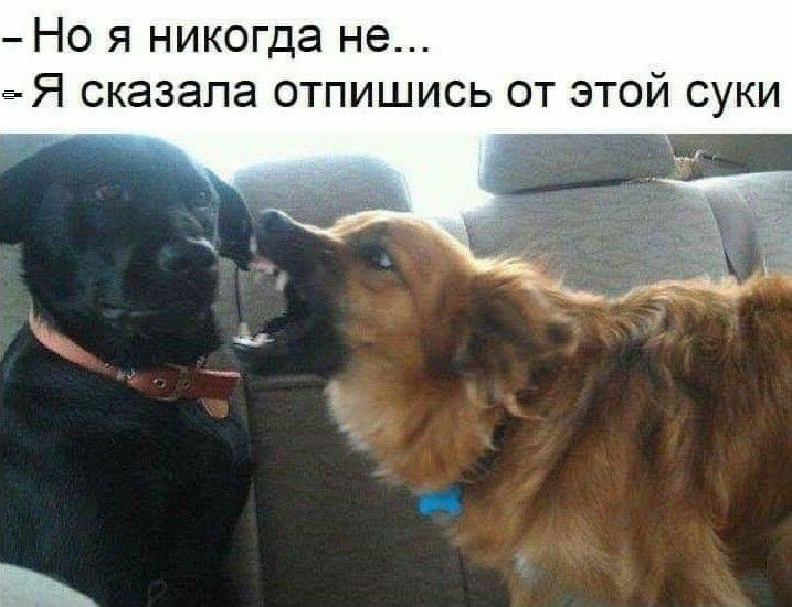 Но я никогда не ё Я сказала отпишись от этой суки