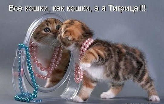 БЕЗ КФШМИЫ КЁШЁКОШКИЬ 5 Я ЩИПРИЦВ