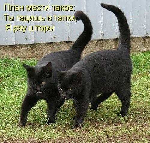Планмео штанов Гы гадишьв Я рву ш горы