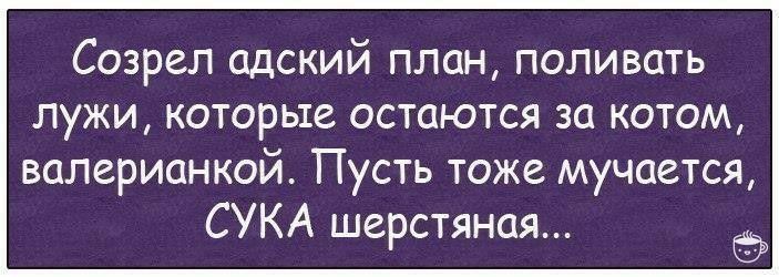 Созрел адский план поливать лужи которые остаются за котом валерианкой Пусть тоже мучается СУКА шерстяная