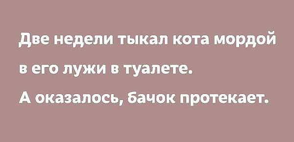 две недели тыкал кота мордой в его лужи в туалете А оказалось бачок протекает