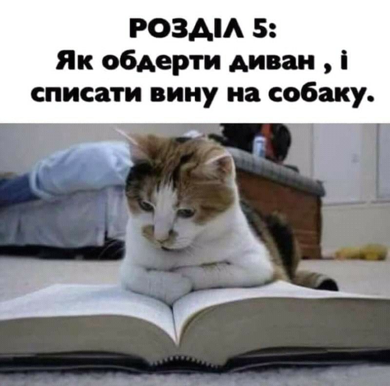 РОЗАМ 5 Як обдерти диван списати вину на собаку