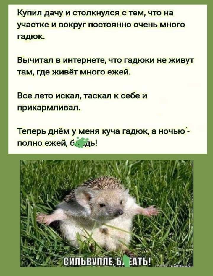 Купил дачу и столкнулся с тем что на участке И ВОКРУГ ПОСТОЯННО ОЧЕНЬ МНОГО гадюк Вычитал в интернете что г ки не живут там где живёт много ежей Все лето искал таскал к себе и прикармливал Теперь днём у меня куча гадюк а ночью полно ежей сипьвхді1ь_Ёты