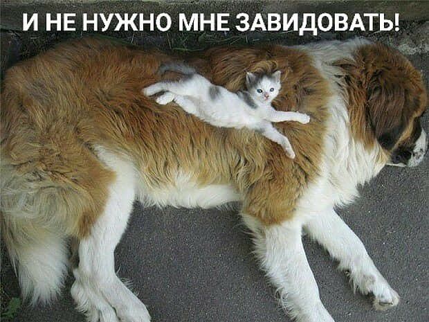 и не нужНо МНЕЗАВИДОВАТЬ