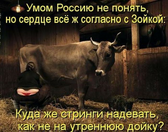 Ё Умом Россию не пондть Ёно сердце всё ж согласно с Зойкой