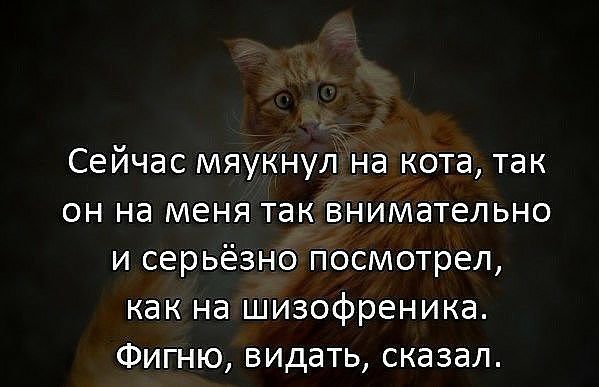 Сейчас мяукнул на кота так он на меня так внимательно и серьёзно посмотрел как на шизофреника Фигню видать сказал