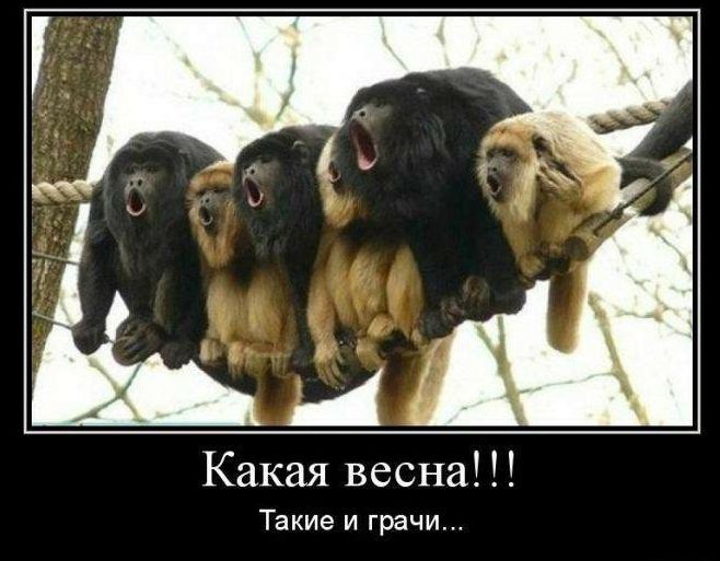 Какая весна Такие и грачи