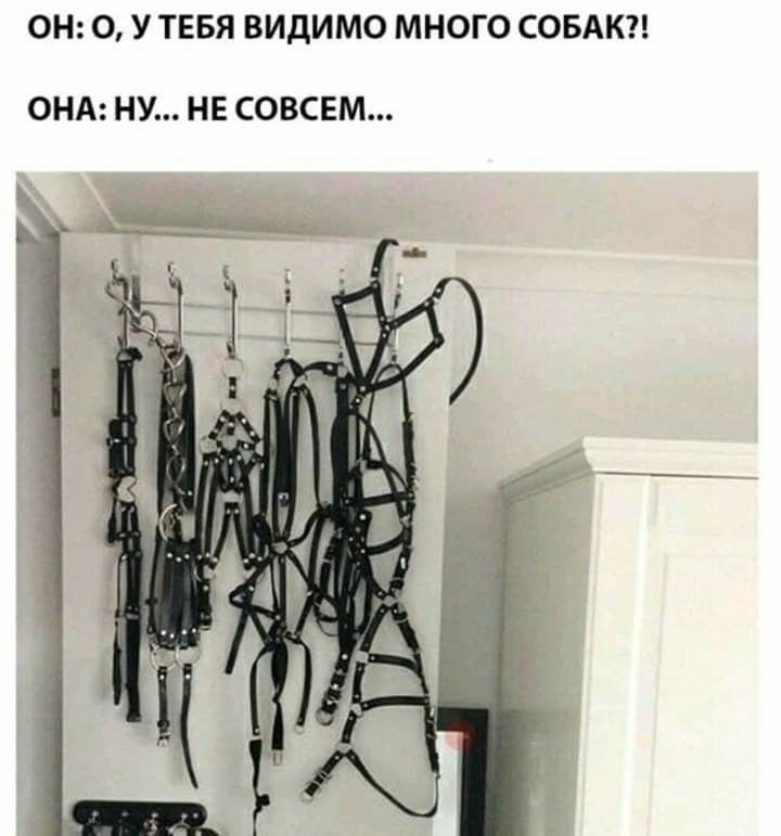 ОН 0 У ТЕБЯ ВИДИМО МНОГО СОБАК ОНА НУ НЕ СОВСЕМ