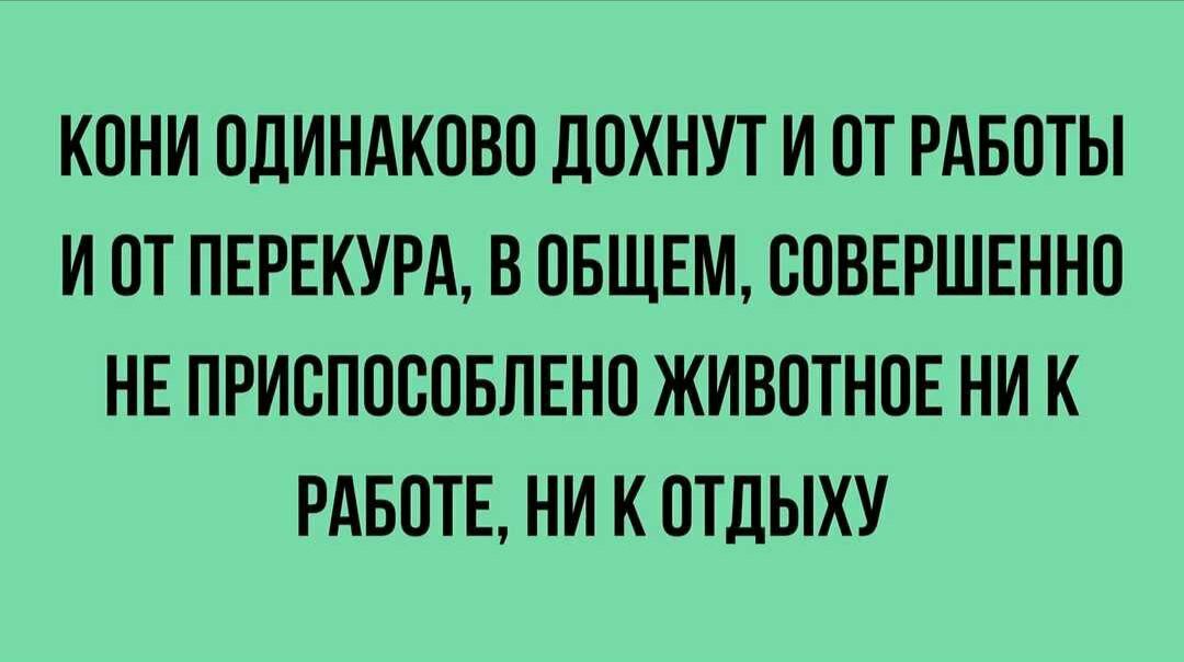 КОНИ ОДИНАКОВО ДОХНУТ И ОТ РАБОТЫ И ОТ ПЕРЕКУРА В ОБЩЕМ СОВЕРШЕННО НЕ ПРИОПОООБЛЕНО ЖИВОТНОЕ НИ К РАБОТЕ НИ К ОТДЫХУ
