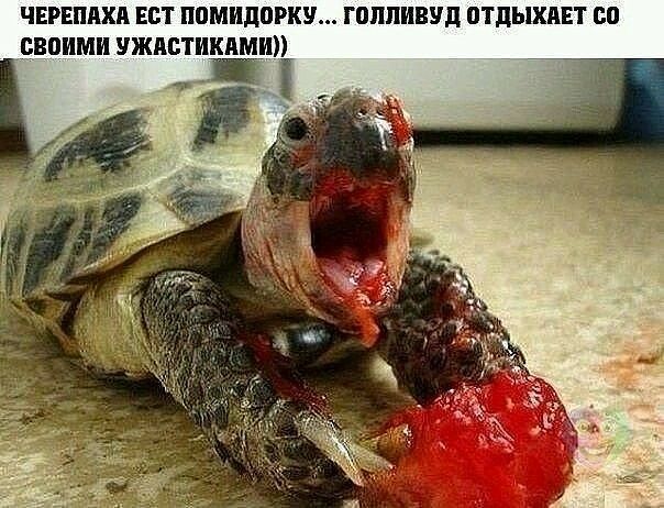 чврвпихп ест помидорку голливуд птдыхивт со своими ужистикими