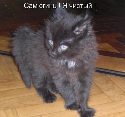 Сам сгинь Я чистый д
