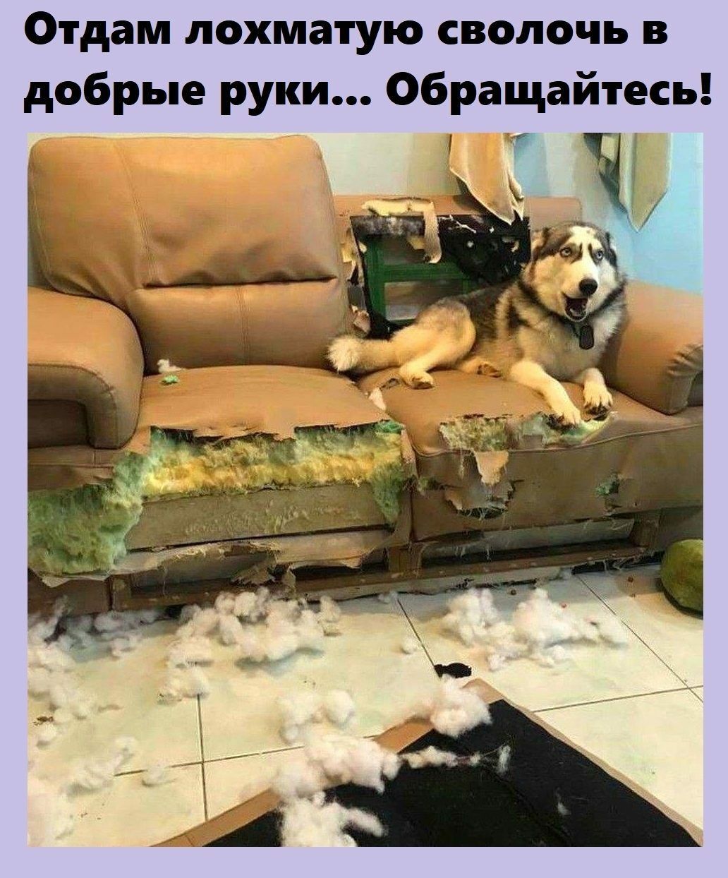 Отдам лохматую сволочь в добрые руки Обращайтесь