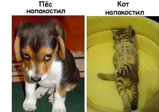 Пёс Кот НОПОКОСТИЛ напакостил