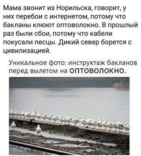 Мама звонит из Норильска говорит у них перебои с интернетом потому что бакпаны клюют оптоволокно в прошлый раз были сбои потому что кабели покусали песцы дикий север борется цивилизацией Уникальное Фото инструктаж бакланов перед вылетом на ОПТОВОЛОКНО