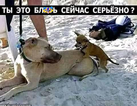 ЦИ _ щ_ ТЫ ЭТО БЛЫРЬ СЕИЧАС СЕР