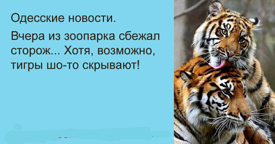 Одесские новости Вчера из зоопарка сбежал сторож Хотя возможно тигры шо то скрывают