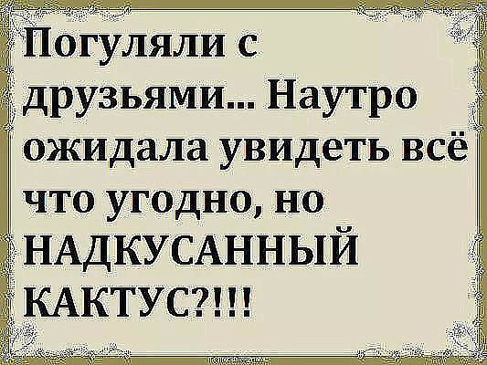 огуляли с рузьями Наутро ожидала увидеть всё ЧТО угодно НО НАДКУСАННЫЙ КАКТУС