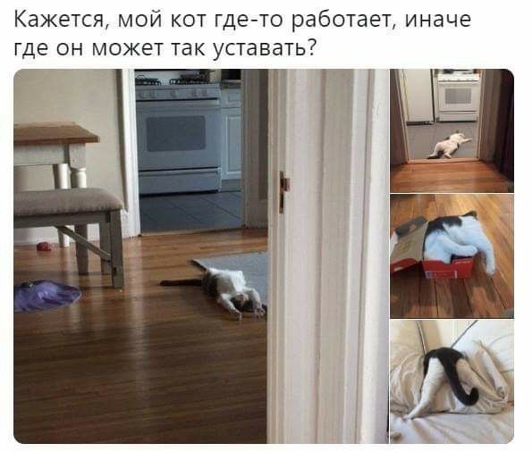 Кажется МОЙ КОТ ГДЕ ТО работает иначе ГДЕ ОН МОЖЕТ ТВК УСТдВдТЬ