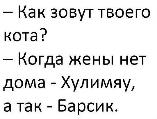 Как зовут твоего кота Когда жены нет дома Хулимяу а так Барсик