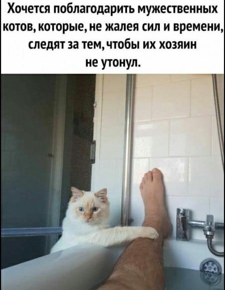 Хочется поблагодарить мужественных котов которые не жалея сил и времени следят за тем чтобы их хозяин не утонул