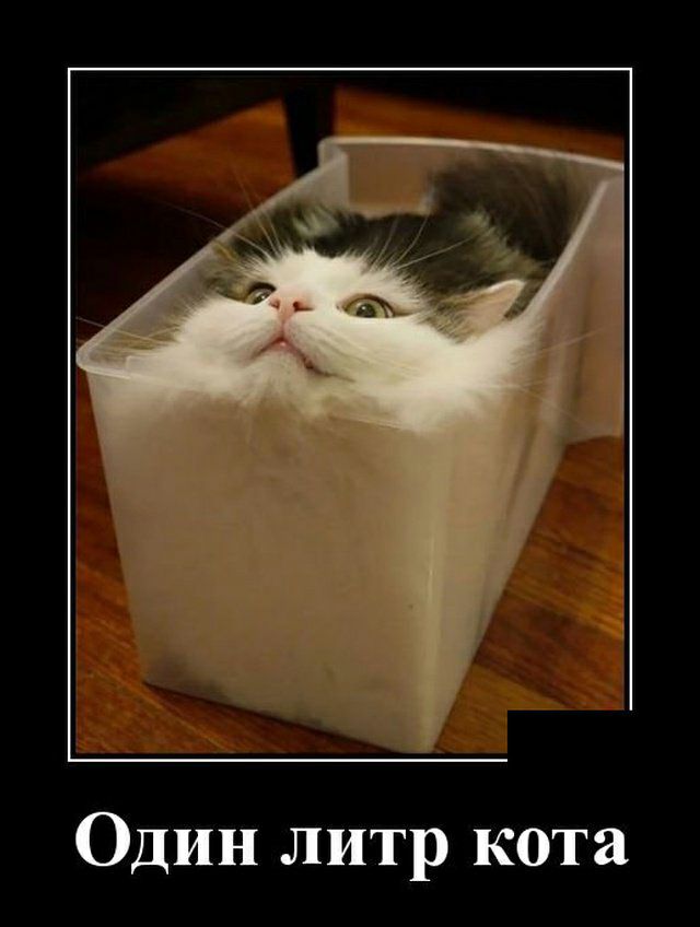 Один литр кота