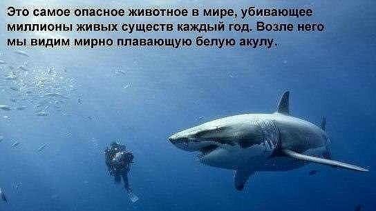 Это самое опасное животное в мире, убивающее  миллионы живых существ каждый год. Возле него мы видим мирно плавающую белую акулу 5