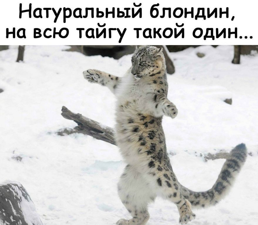 Натуральный блондин на всю тайгу такой один ати