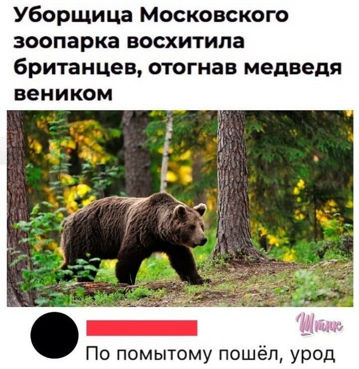 Уборщица Московского зоопарка восхитила британцев ОТОГНЗ В медведя вен И КОМ По помытому пошёл урод