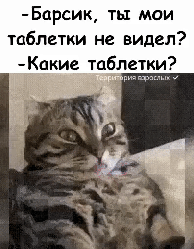 Барсик ты мои таблетки не видел Какие таблетки рии взрослых