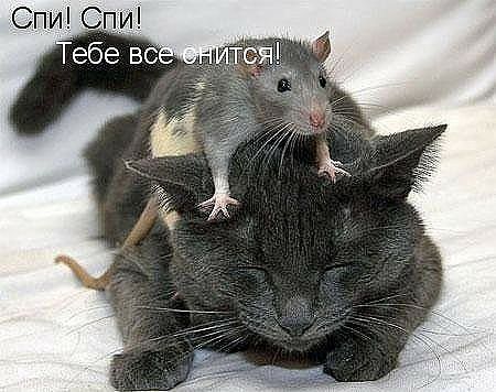 Спи Спи