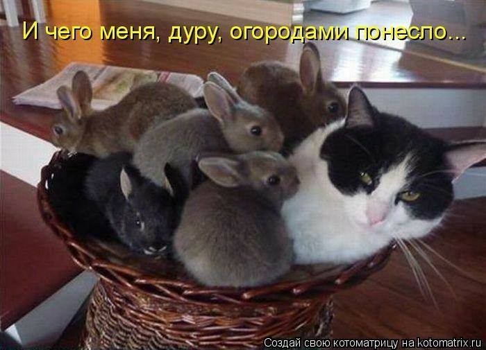 Создай свою котоматрицу на Коюташх