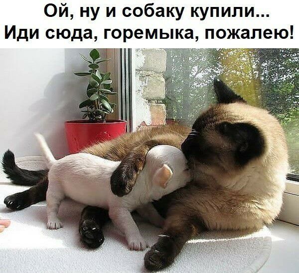 Ой ну и собаку купили Иди сюда горемыка пожалею