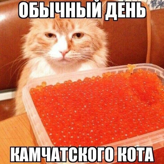 И обычный е ы камчатеногокота