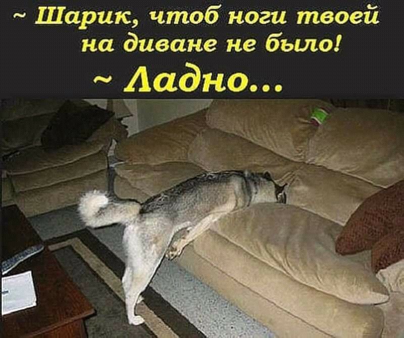 шарик, чтоб ноги твоей на диване не было!