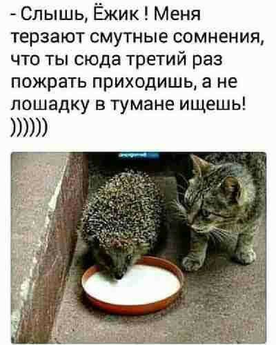 Слышь Ёжик Меня терзают смутные сомнения что ты сюда третий раз пожрать приходишь а не лошадку в тумане ищешь