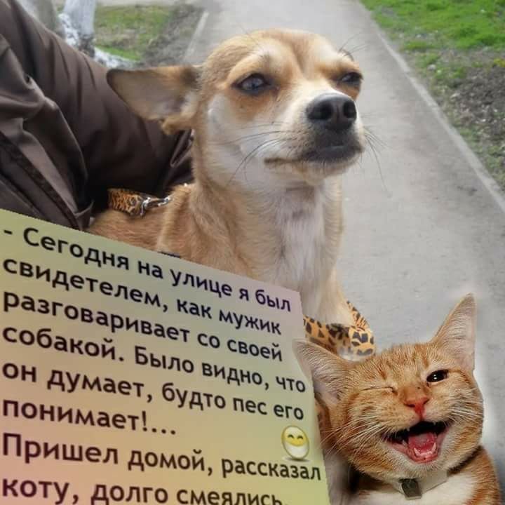 Пришел домой рассказап коту долго смеяпигк