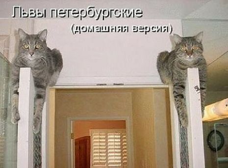 Львы петербурге кие чамашняя аа сия