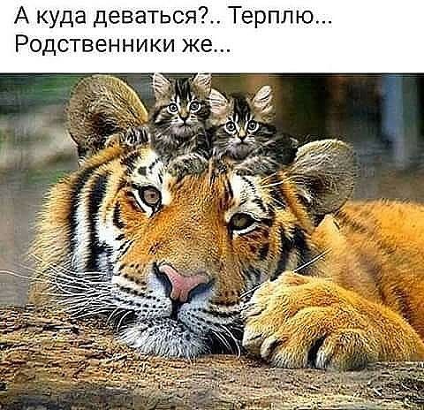 А куда деваться7 Терплю Родственники же