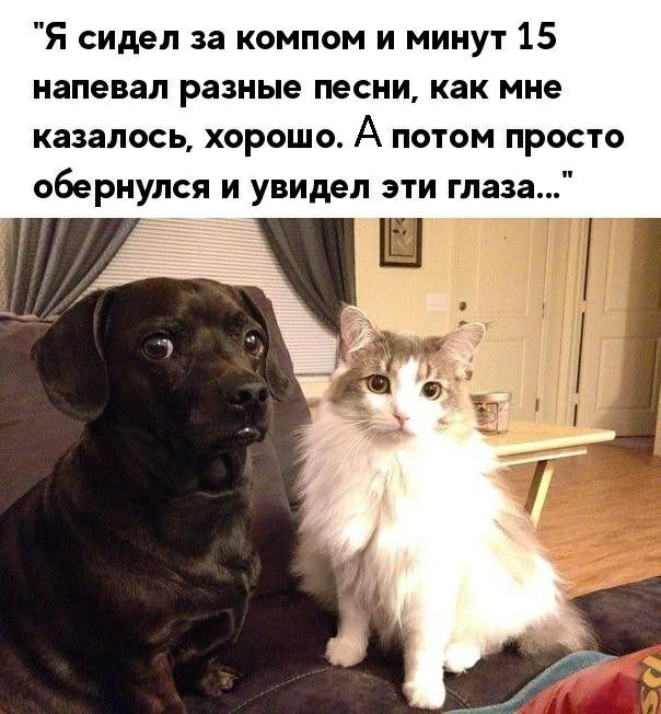 Я сидел за компом и минут 15 напевал разные песни как мне казалось хорошо А потом просто обернулся и увидел эти глаза Ш