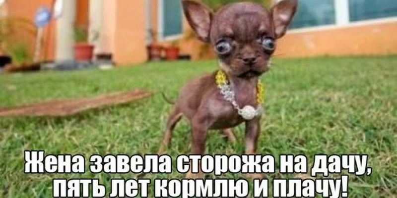 в а Жена завела стопожа на даі пять лет ШШМЛЮ И ППЗЧУ